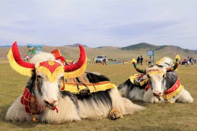 Celebration of Yak Festival